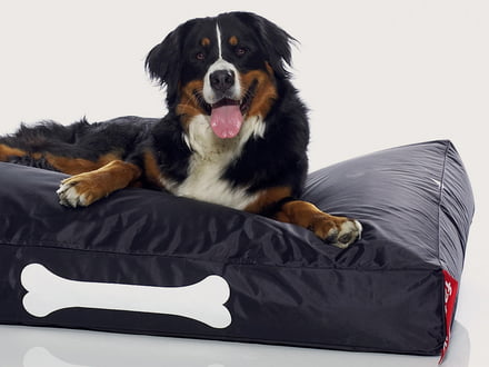 Produits pour animaux, salon de chien