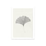 The Poster Club - Ginkgo Leaf d'Ana Frois, 50 x 70 cm