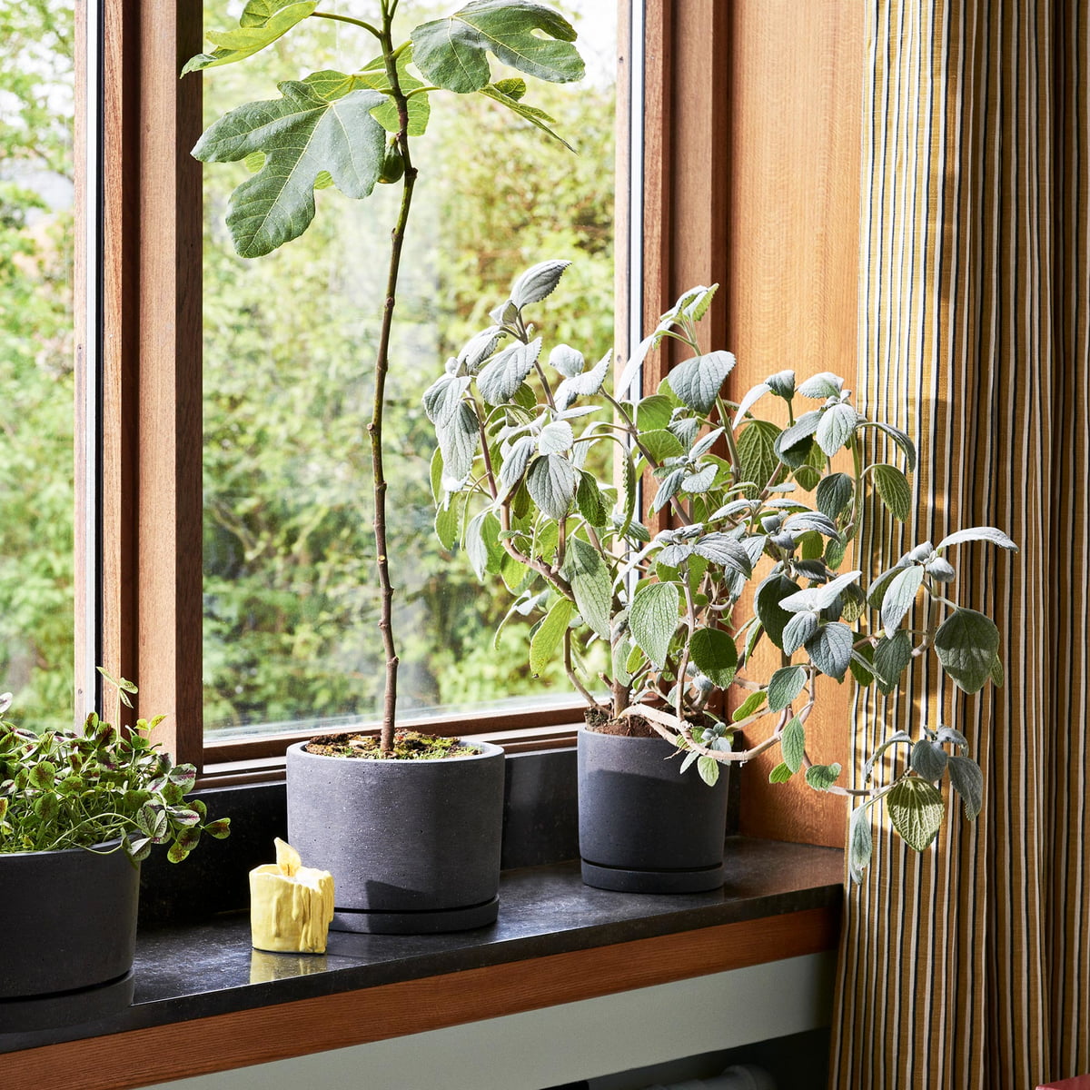 Pots De Plantes D'intérieur Et Arrosoirs Sur Fond De Style Bokeh