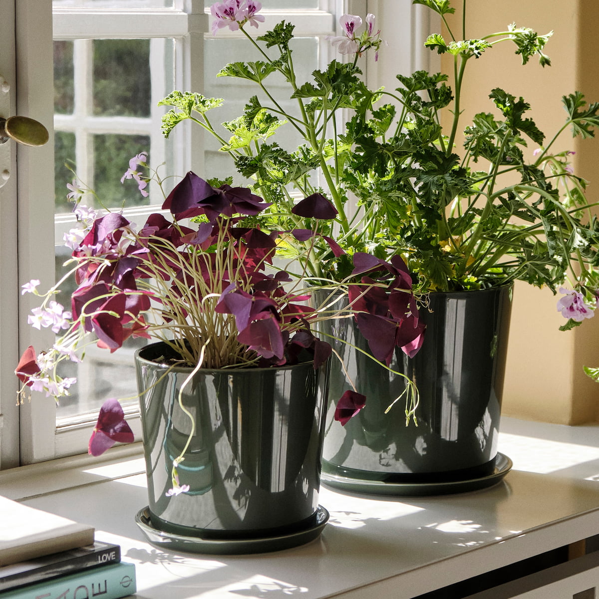 Plantes vertes mix avec cache pot Ø 6 cm : Mini plantes vertes et fleuries  AUTRES PRODUCTEURS maison - botanic®