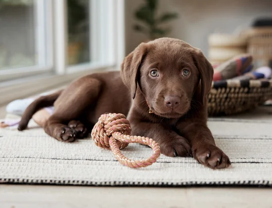 Jouets pour chiens de Hay