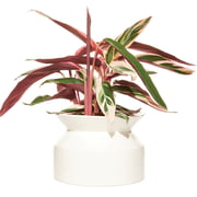 Boskke - Pot pour plantes en forme de bobine