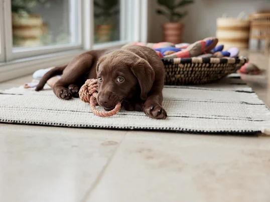 Otto Jouets en corde pour chiens de OYOY ZOO