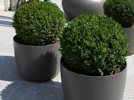 Qu'il s'agisse d'oliviers, de buis ou de petits sapins : Grâce à sa forme classique, le pot à plantes Kyoto d'Eternit convient à une multitude de plantes en pot et d'arbres.
