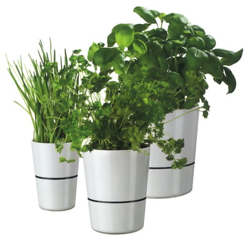 Rosti Mepal - Pot d’herbes Hydro - Groupe