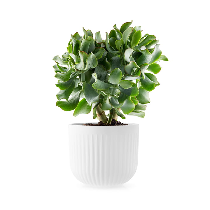 Jardinière Legio Nova Ø 15,5 cm d'Eva Trio en blanc