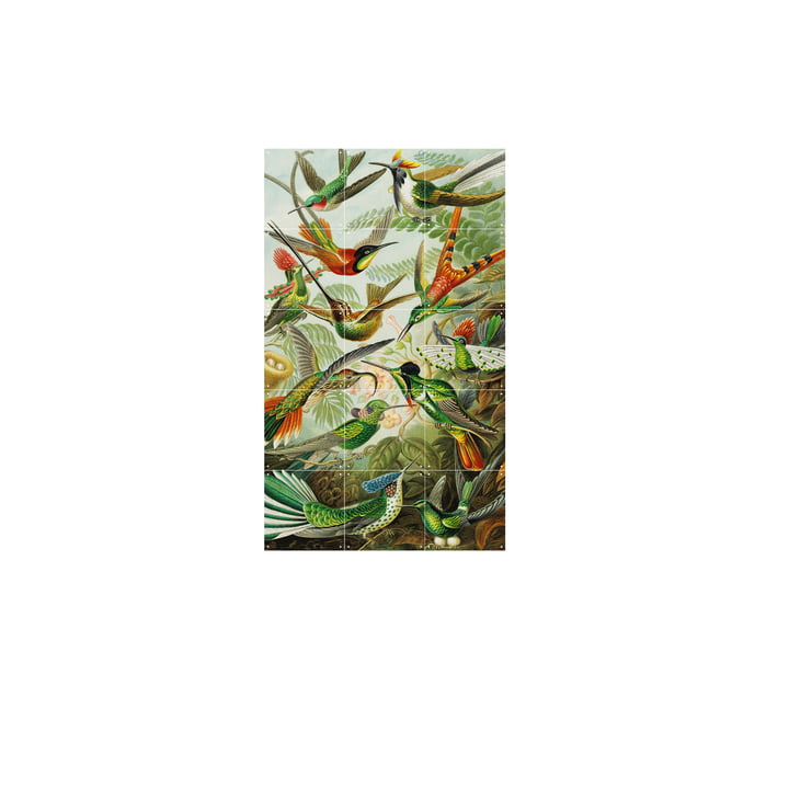 Colibris (Haeckel) 60 x 100 cm de IXXI