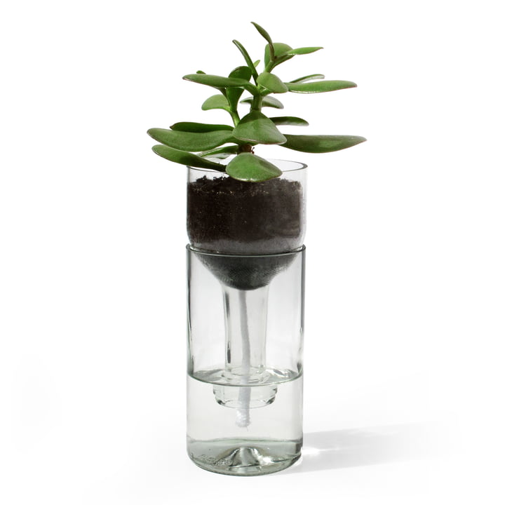 Le pot de fleurs Self Watering Bottle de side by side en verre transparent