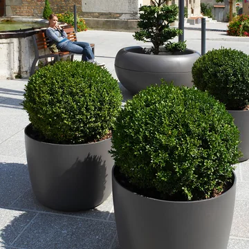 Kyoto Le pot à plantes de Eternit avec des buis