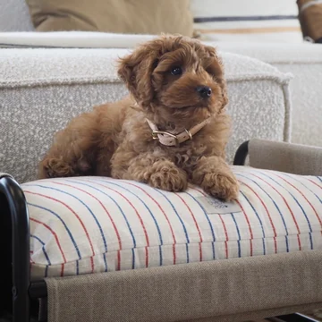 OYOY ZOO - Milo Lit pour chien