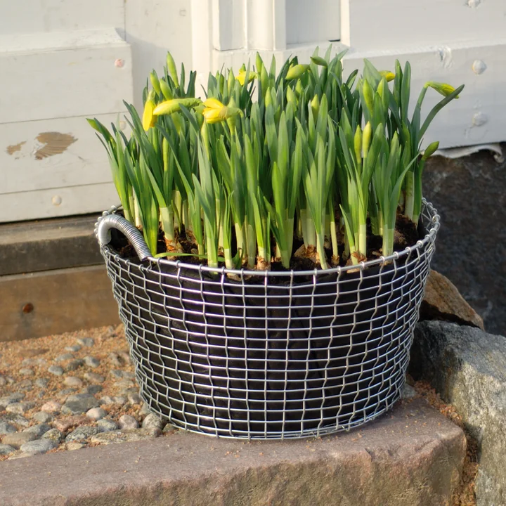 Corbeille en fil Classic 35 comme pot de fleur