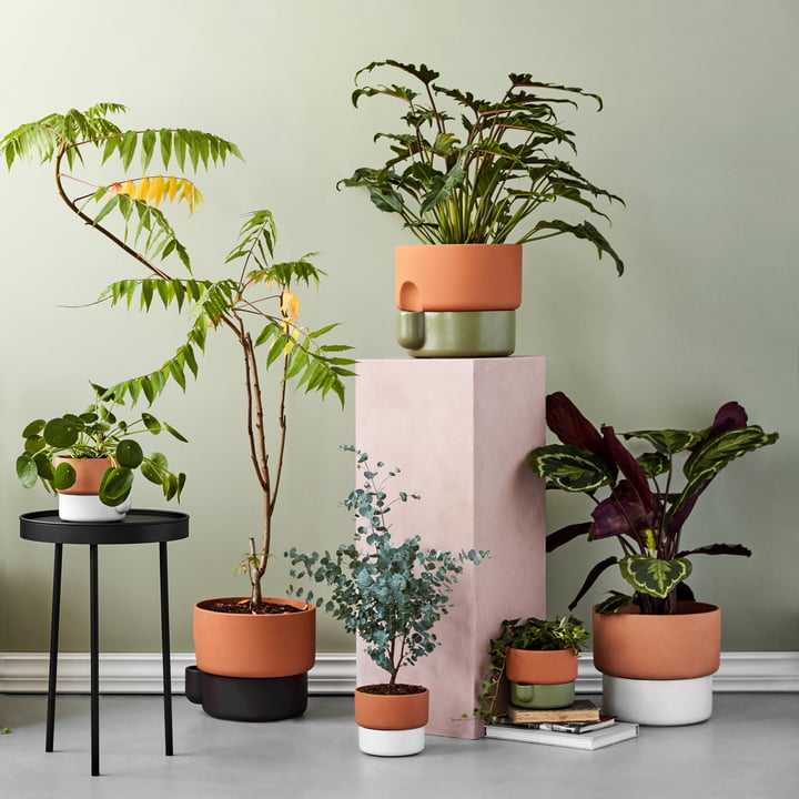 Le site Northern - Oasis Pot pour plantes