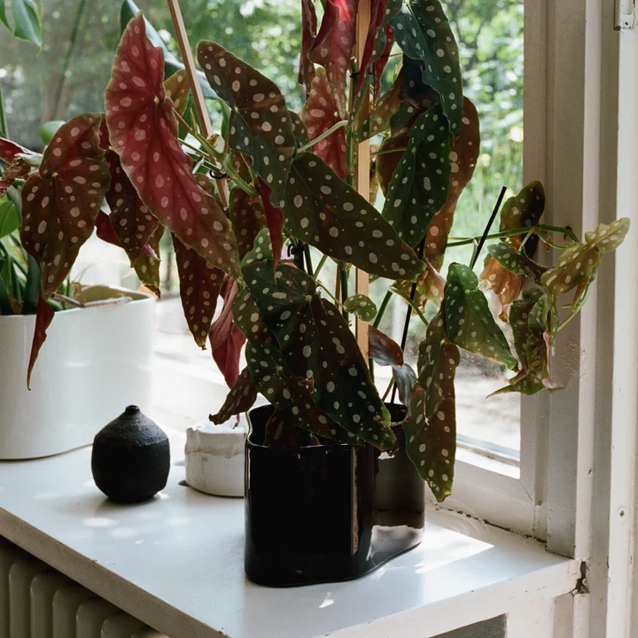 Jardinière Riihitie par Artek en marron foncé