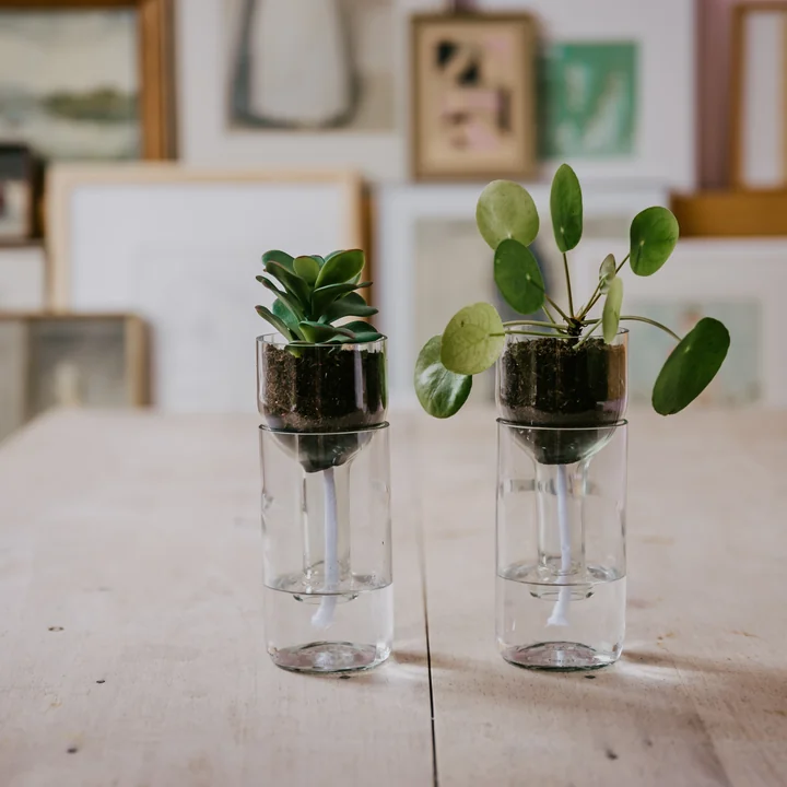 Le pot de fleurs Self Watering Bottle de side by side sur une table en bois