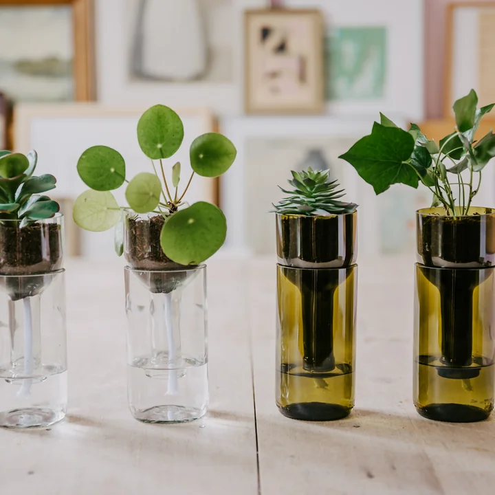 Les différents pots de fleurs Self Watering Bottle de side by side avec de petites plantes
