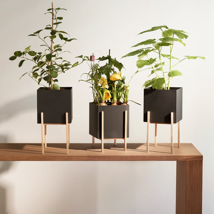 Le Botanic Pot de Design House Stockholm en différentes hauteurs