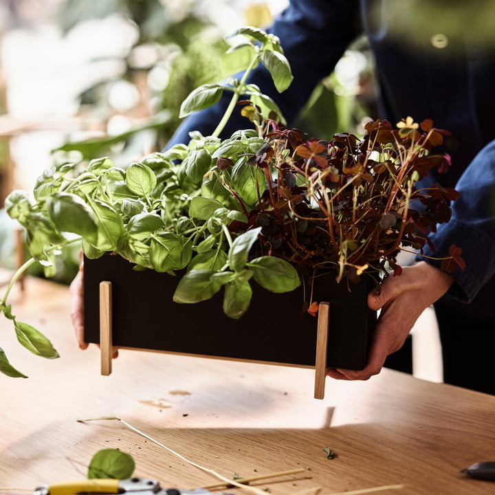 Le site Botanic Box de Design House Stockholm permet de faire circuler l'air