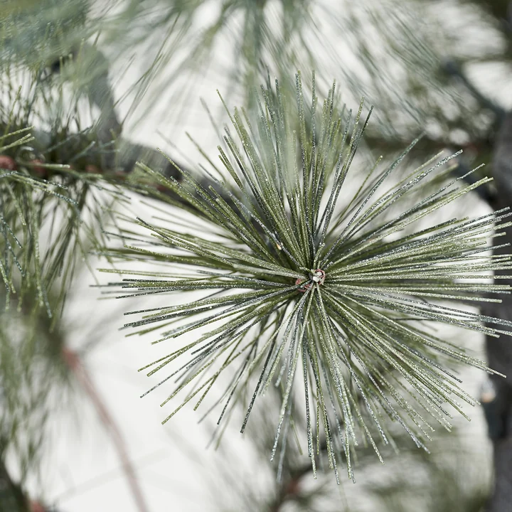 Peuce Arbre de Noël de House Doctor