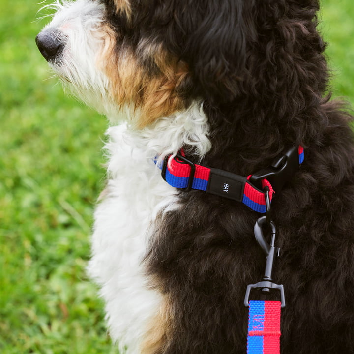 Dogs Collier de chien, M/L rouge / bleu de Hay