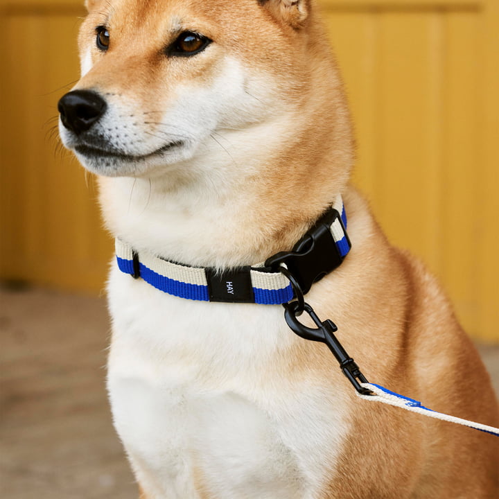 Dogs Collier de chien, M/L bleu / blanc cassé de Hay