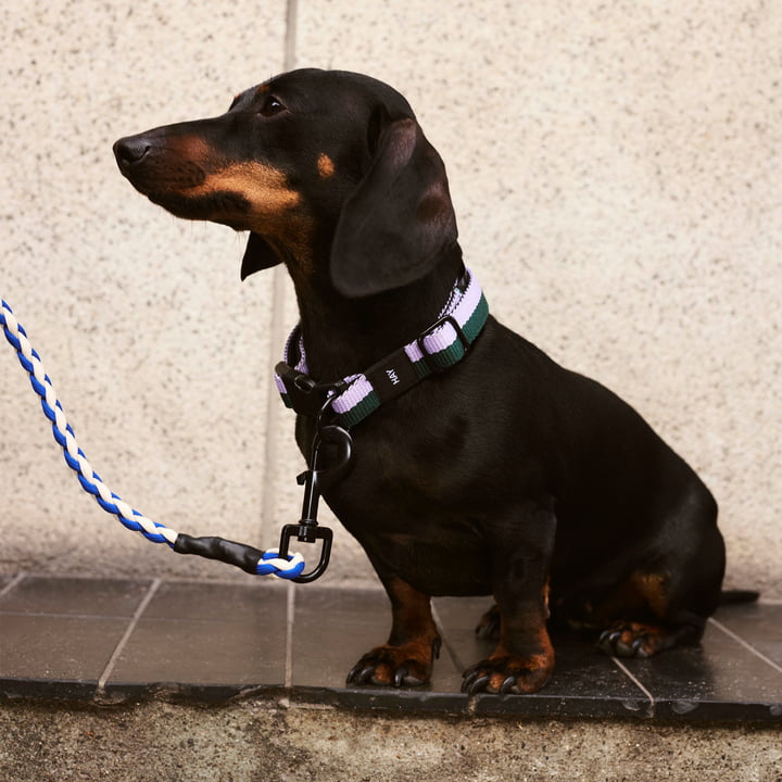 Dogs Collier de chien, S/M lavande / vert de Hay