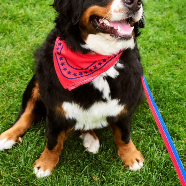 Dogs Serviette pour chien 55 x 55 cm, rouge de HAY