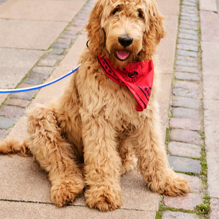 Dogs Serviette pour chien 55 x 55 cm, rouge de Hay