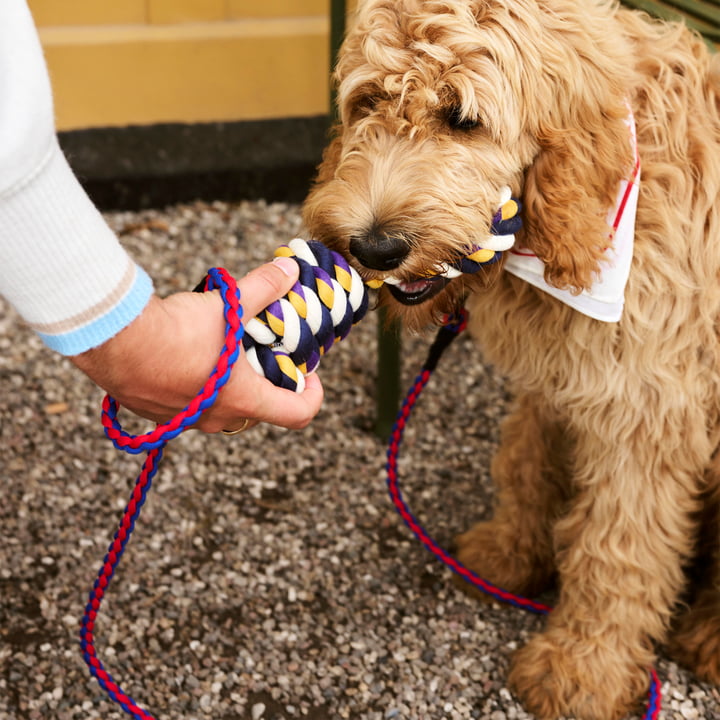 Hay - Dogs Laisse pour chien, tressée, rouge / bleu