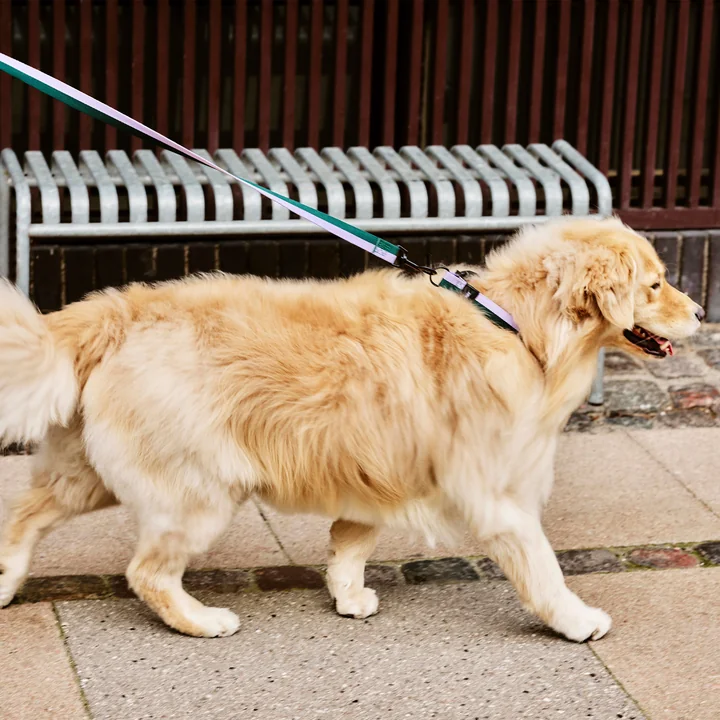 HAY - Dogs Laisse pour chien, M/L lavande / vert