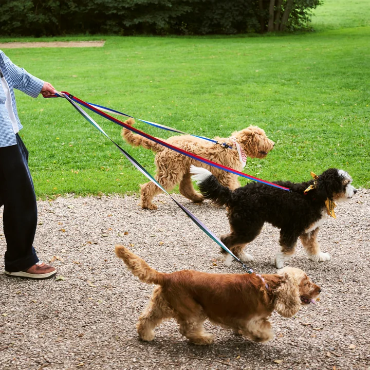 HAY - Dogs Laisses pour chiens