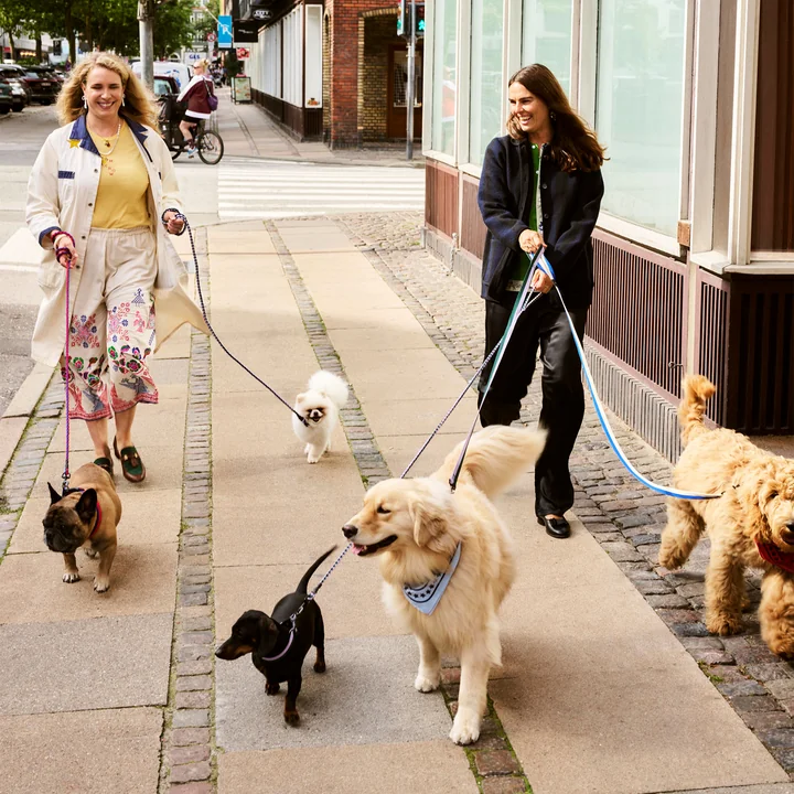 HAY - Dogs Laisses pour chiens