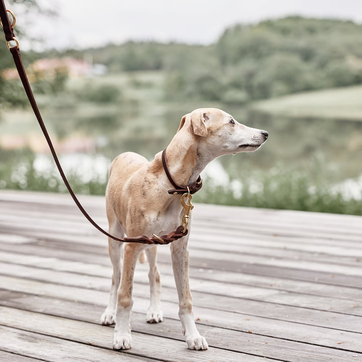 OYOY ZOO - Laisse pour chien Robin