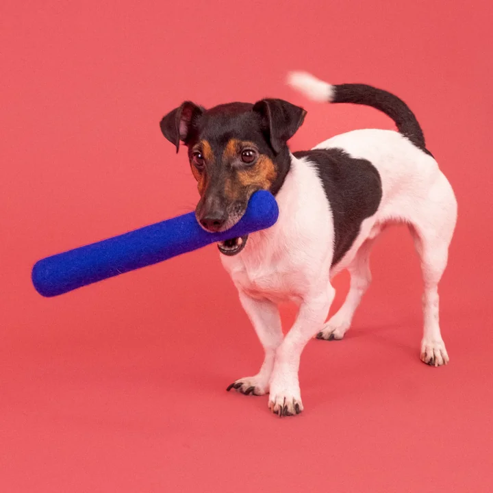 Isa Jouet pour chiens, bâton, bleu royal de myfelt