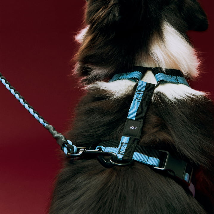 HAY - Dogs Harnais pour chien, M, bleu / noir