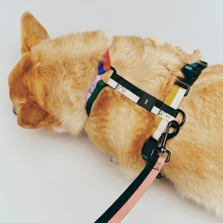 HAY - Dogs Harnais pour chien, M, multi
