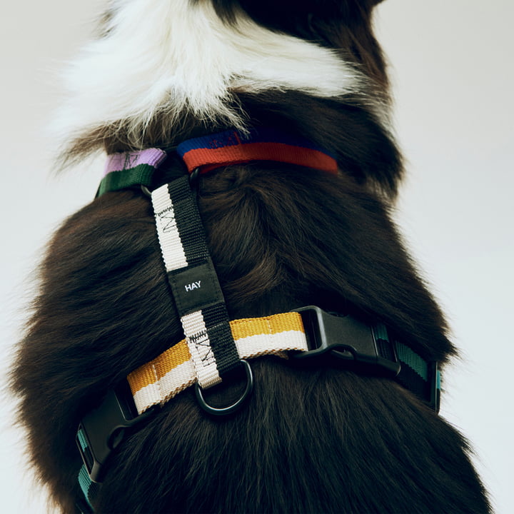 HAY - Dogs Harnais pour chien, M, multi