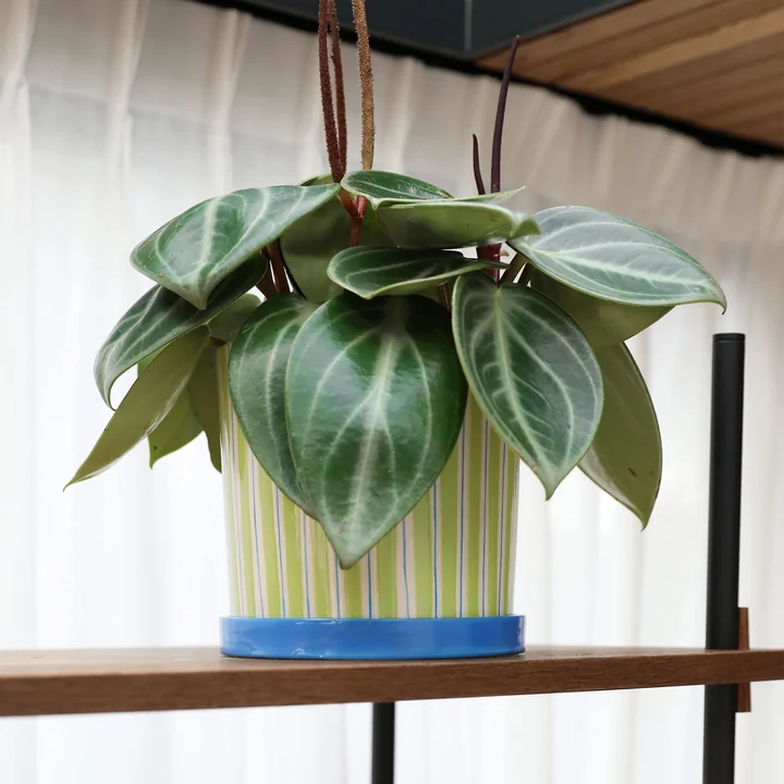 & klevering - Ray Pot de fleurs avec soucoupe, Ø 16,5 x 16,5 cm, vert / bleu / blanc