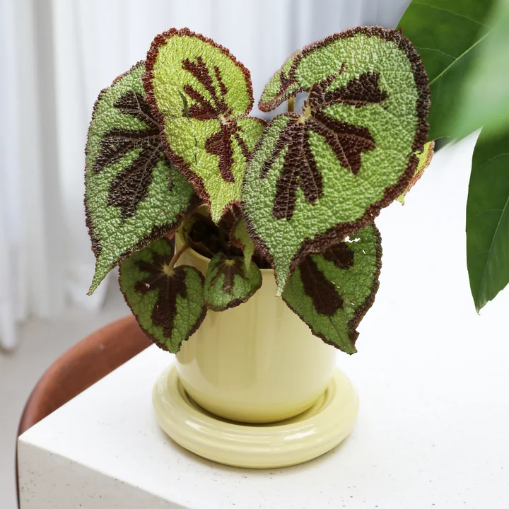 & klevering - Churros Pot de fleurs, Ø 14,5 x 15 cm, beurre