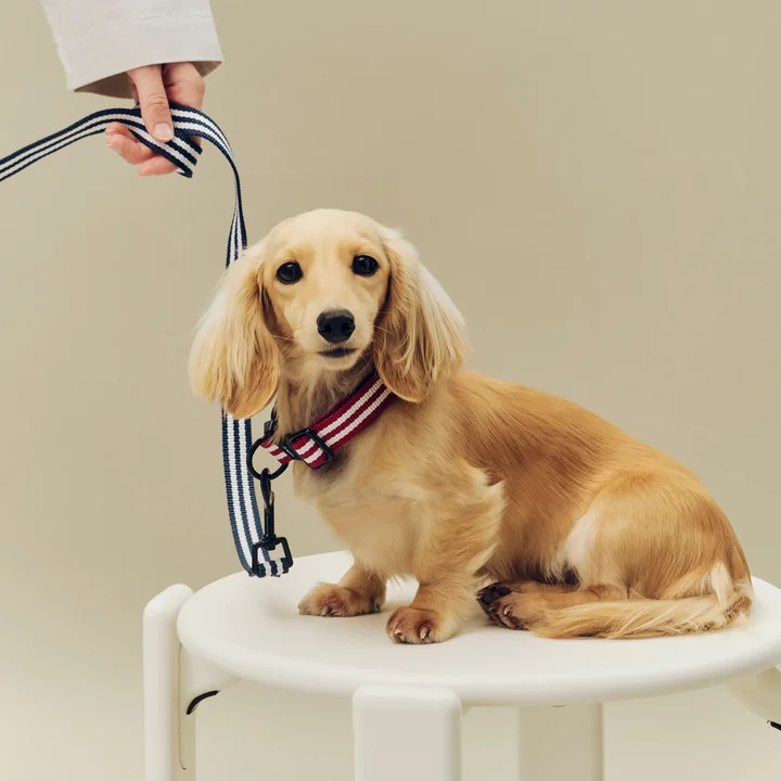 HAY - Dogs Laisse pour chien, S/M, bleu / bandes blanches