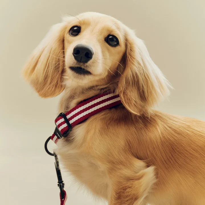 HAY - Dogs Collier de chien, S/M, rouge / bandes blanches